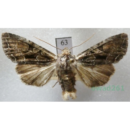 Lacanobia thalassina (Hufnagel, 1766) Czech63